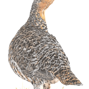 Lady of the Lek  Giclee Print