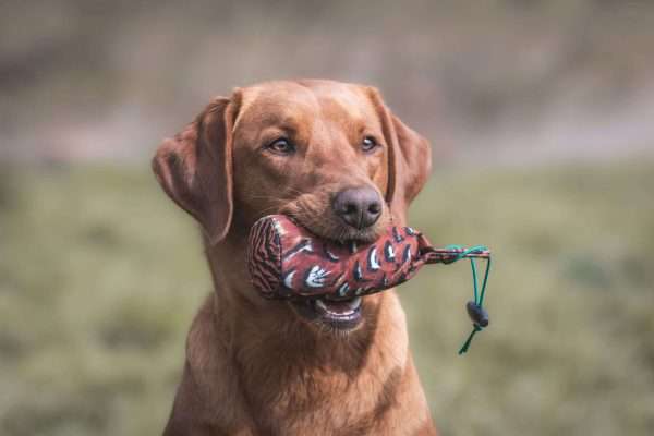 0I7A8399 Edit scaled <ul> <li>1/2lb in weight</li> <li>Excellent size dummy when from moving from the puppy dummy up a stag</li> <li>Ideal before you start to train your dog with the 1lb Dummy</li> <li>If you feel your dog is not ready for the 1lb weight and size dummy, please view the 'inbetween dummy', 1lb weight, but 1/2lb size!</li> <li>Fitted with a throwing toggle making the dummy easy to throw over distance.</li> <li>Pheasant Print life like dummy to resemble real-life game birds and feathers.</li> </ul>