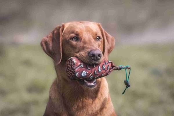 Flight Range 1.2 lb scaled <ul> <li>1/2lb in weight</li> <li>Excellent size dummy when from moving from the puppy dummy up a stag</li> <li>Ideal before you start to train your dog with the 1lb Dummy</li> <li>If you feel your dog is not ready for the 1lb weight and size dummy, please view the 'inbetween dummy', 1lb weight, but 1/2lb size!</li> <li>Fitted with a throwing toggle making the dummy easy to throw over distance.</li> <li>Pheasant Print life like dummy to resemble real-life game birds and feathers.</li> </ul>