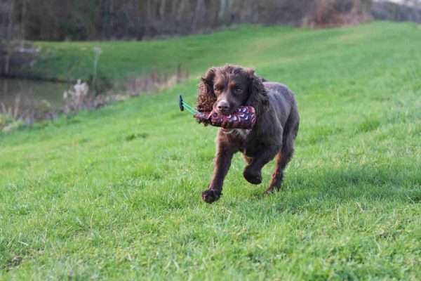 fr spaniel run 2 scaled <ul> <li>1/2lb in weight</li> <li>Excellent size dummy when from moving from the puppy dummy up a stag</li> <li>Ideal before you start to train your dog with the 1lb Dummy</li> <li>If you feel your dog is not ready for the 1lb weight and size dummy, please view the 'inbetween dummy', 1lb weight, but 1/2lb size!</li> <li>Fitted with a throwing toggle making the dummy easy to throw over distance.</li> <li>Pheasant Print life like dummy to resemble real-life game birds and feathers.</li> </ul>