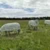 Sheep Sculpture - Individual - Image 12