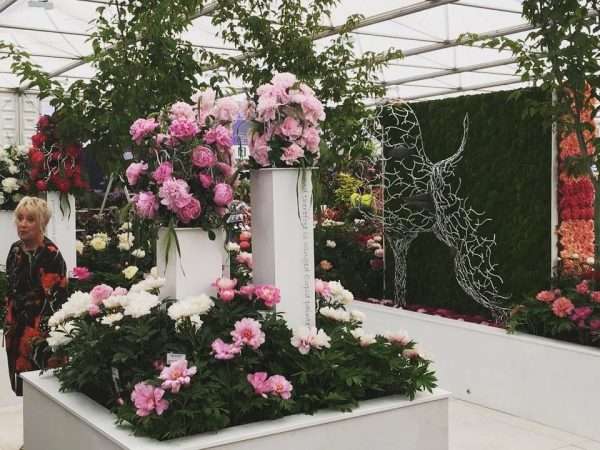 RHS Chelsea - Love with the Mind - Image 3