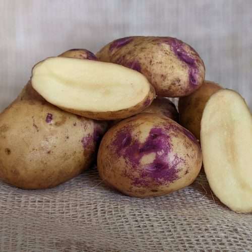 Catriona Seed Potatoes. Potato House