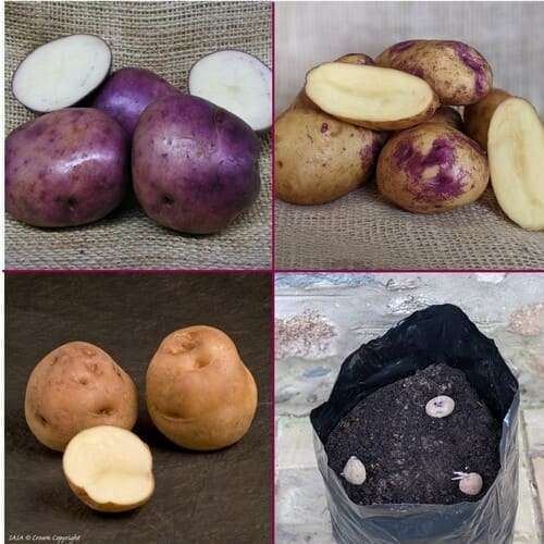 Heritage pack 23 We are renowned for our vast range of seed potatoes and know that the choice can be hard to narrow down.  We have done the hard work and have picked some of our favourite Heritage Seed Potatoes for you. These older varieties date from pre 1950 and remind us of “what a potato should taste like” perhaps not as high yielding as modern varieties but have stood the test of time for a reason. Two of these varieties are in the The Ark of Taste range, which is a key international project of the Slow Food Foundation for Biodiversity. It aims to catalogue and promote quality products from around the world that are rooted in culture, history and tradition and that are in danger of disappearing. For this Heritage Seed Potatoes pack, we have Edzell Blue, Catriona and Epicure for you.  Heritage potatoes are simply stunning and we are excited to offer these three varieties as a pack.  Bags are optional extras. The heritage Pack will have 3 tubers of each of the following (9 tubers in total): <span data-offset-key="bgb0c-0-0">🥔Edzell Blue - A blue skinned and white fleshed potato which produces great flavoured and vibrant dishes in the kitchen when baked, mashed and fried due to its floury nature. Second Early, Floury</span> <span data-offset-key="bgb0c-0-0">🥔Catriona produces a moderate yield of long oval, parti-coloured blue tubers with a light yellow flesh. It has excellent flavour and cooking qualities. Bred by Scottish breeder Archibald Findlay in Lincolnshire and first marketed in 1920. Second Early, Floury. </span> <span data-offset-key="bgb0c-0-0">🥔</span>Epicure - Also known as <strong>‘Ayrshires’, or ‘Ayrshire Earlies’ </strong>the traditional early potato in that region, Epicure produce high yields of floury, white fleshed tubers that are round in shape. By far one of the best tasting first earlies, these potatoes are now making a comeback by popular demand.  An old heritage variety, Epicure potatoes have the ability to recover quickly from a nip of frost, which is what makes them so popular in colder or higher areas.  Boil, mash or enjoy them with a salad. First Early, Floury Then decide if you would like optional grow bags. 🥔Tubers only – £11.95 🥔Tubers with three black grow bags – £16.95 🥔Tubers with three burgundy grow bags – £16.95 🥔Tubers with three green grow bags with handles – £21.95 <h3>See tab below for details about the bags.</h3> <h3>Pick what option you would like from the<em> Patio Pack </em>dropdown menu ⇓.</h3>  