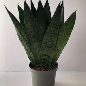 SANSEVIERIA ZEYLANICA, FAN SNAKE PLANT, EASY TO CARE FOR
