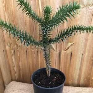 ARUCARIA MONKEY PUZZLE TREE