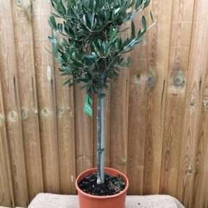 OLIVE TREE - OLEA EUROPA