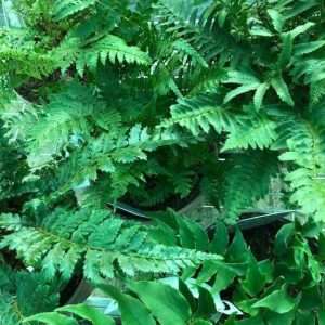 GARDEN FERN SELECTION - PACK OF SIX