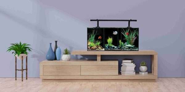 Betta Trio