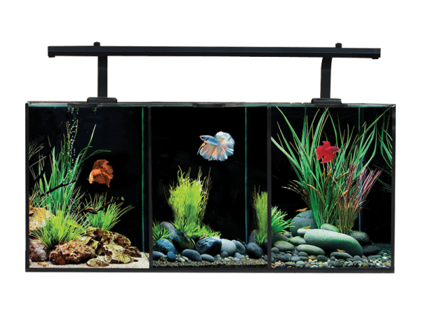 56166 <h4>Key Features:</h4> <ul> <li>Glass cover.</li> <li>High output adjustable LED light unit illuminates each compartment perfectly.</li> <li>Black-out separation walls allow three Betta fish to be kept next to each other.</li> <li>Highly efficient built-in and perfectly hidden back filter facilitating mechanical, biological and chemical filtration.</li> </ul>