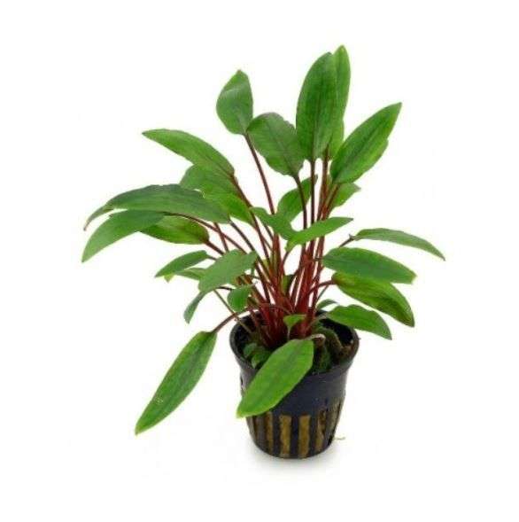 Cryptocoryne beckettii