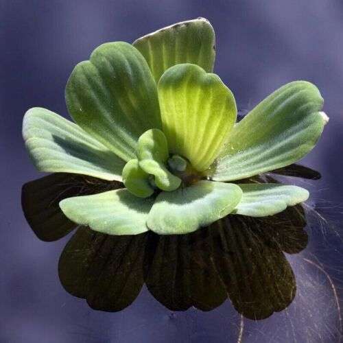 Pistia stratiotes jumbo “Water lettuce