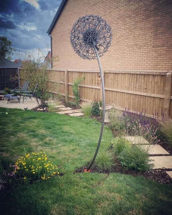 Giant Dandelion