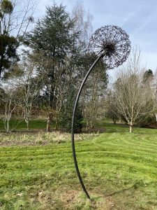 IMG 5897 Tremendously tall dandelions will fit into almost any size garden from the very large to small courtyard