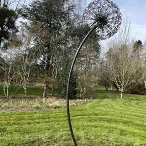 Giant Dandelion