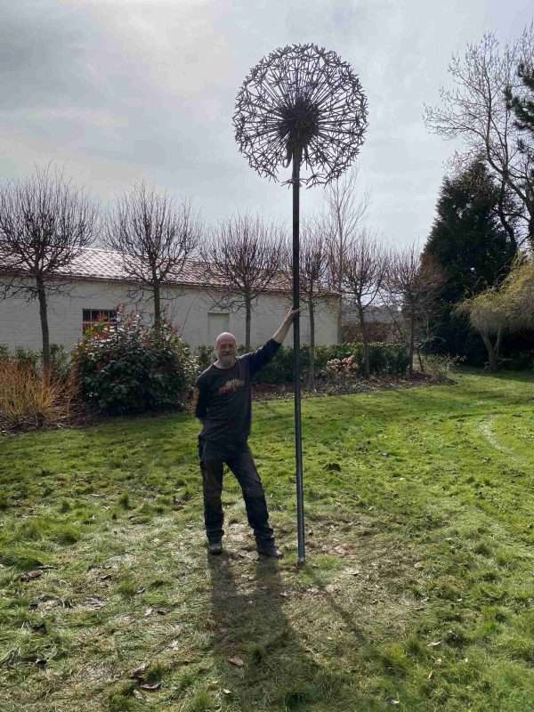 IMG 5899 scaled Tremendously tall dandelions will fit into almost any size garden from the very large to small courtyard