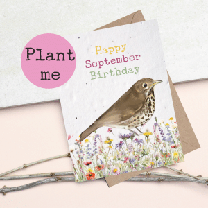 Plantable seed card featuring an illustration of a Song Thrush in wildflowers, sentiment reads Happy September Birthday. Card is made of seed paper and can be planted to grow wildflowers. Card is A6 in size with a C6 envelope.