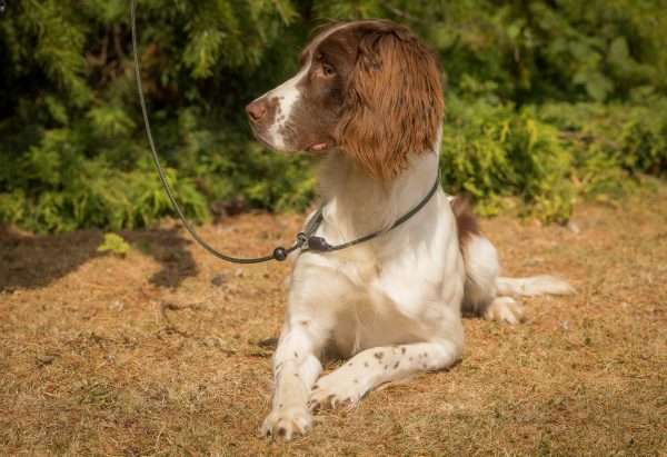 Sporting Saint Field Trial Pro Slip Lead - Image 2