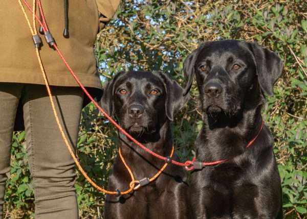 Sporting Saint Field Trial Pro Slip Lead - Image 4