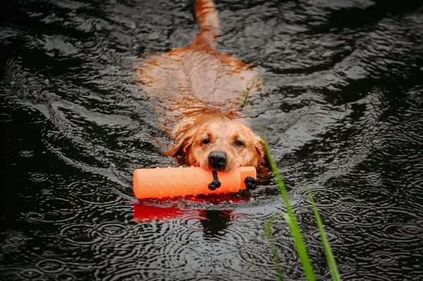 Sporting Saint Water Dummy - Image 4