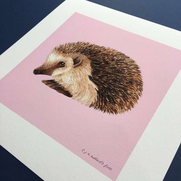 Hog Loose Opposite Angle scaled 10" x 10" art print of my original watercolour, fine liner and pencil illustration of a hedgehog on a colourful​ pink background.