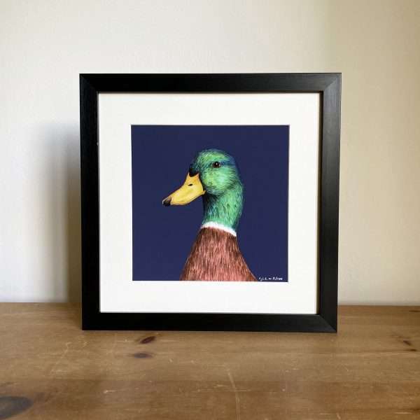 Mallard Blk Frame scaled 10" x 10" art print of my original watercolour, fine liner and pencil illustration of a mallard on a colourful​ navy background.