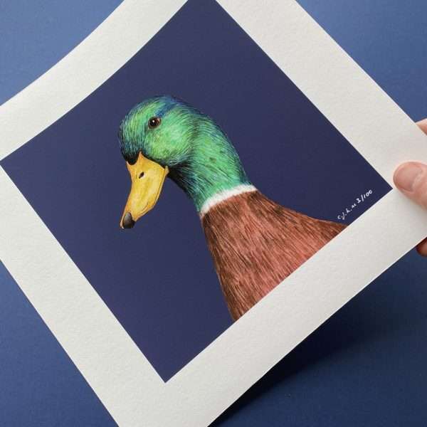Mallard Loose Angle Hand scaled 10" x 10" art print of my original watercolour, fine liner and pencil illustration of a mallard on a colourful​ navy background.