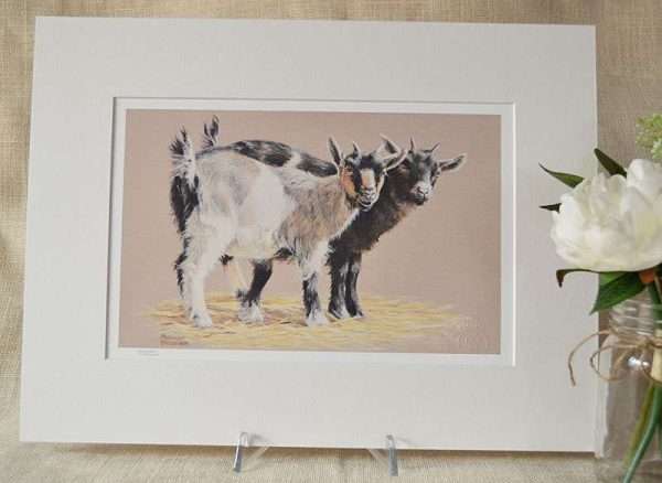 Pair of black, tan and white Pygmy Goat kids on plain warm grey background. In an off white mount.