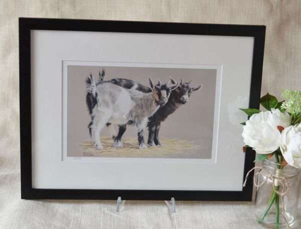 Pair of black, white and tan Pygmy Goat kids on plain warm grey background art print. Shown with pale mount and black frame