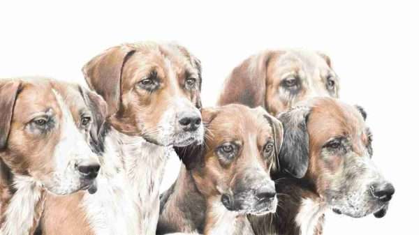 Expectation for shop ORIGINAL highly detailed coloured pencil portrait of the wonderful Foxhounds, the Hurworth Hounds, titled 'Expectation', my absolute favourite so far. Mounted in a double soft white mount and framed in a solid oak frame. Price includes Special Delivery postage