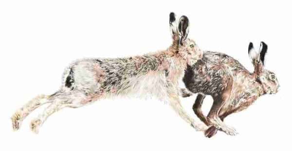 March Madness for page A Limited Edition Giclee Print titled 'March Madness'  of the beautiful British Hare Limited edition run of 100 only A3+ (Mounted to 18" x 24") Limited edition run of 150 A3 LARGE (Mounted to 16"x 20") 150 A4 MEDIUM (Mounted to 11"x 14")   Price includes postage