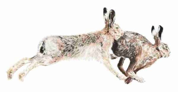 March Madness  Giclee Print