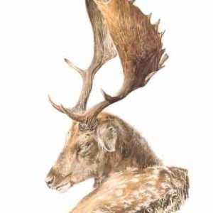 A Princely Fallow  ORIGINAL