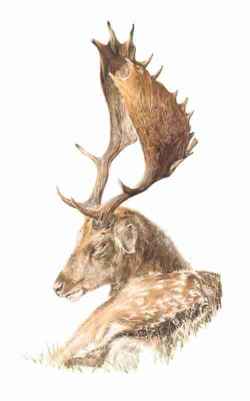 Princley Fallow for shop ORIGINAL highly detailed coloured pencil portrait of the stunningly beautiful Fallow Deer titled 'A Princely Fallow'.   Mounted in a double soft white and framed in Solid Oak. Price includes Special Delivery postage.