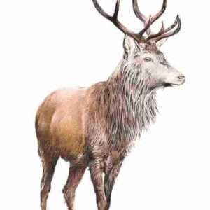 Fiadh Ruadh  Giclee Print