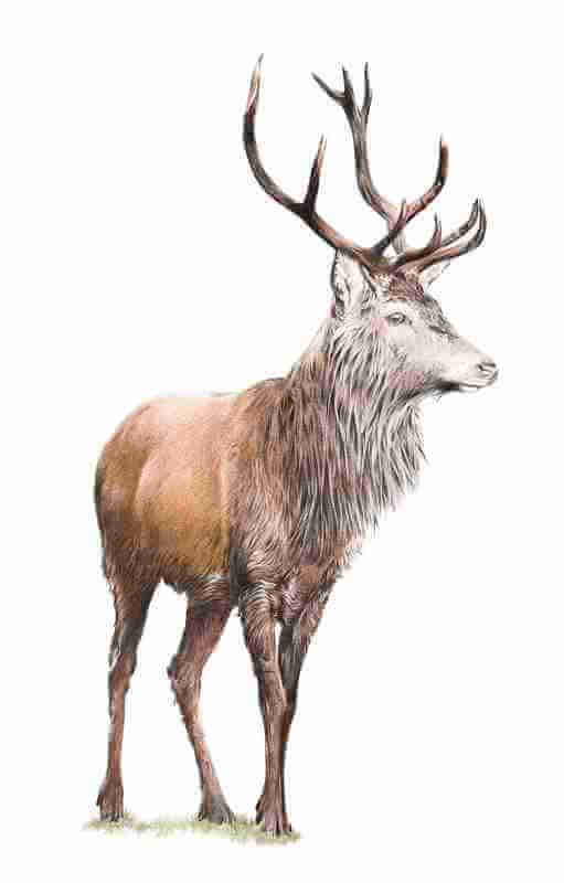 fiadh ruadh original for shop A Limited Edition Giclee Print titled 'Fiadh Ruadh'  of the beautiful Red Deer Limited edition run of 100 only A3+ (Mounted to 18" x 24") Limited edition run of 150 A3 LARGE (Mounted to 16"x 20") 150 A4 MEDIUM (Mounted to 11"x 14")   Price includes postage