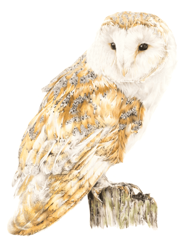 point 101 owl scan for countryside page A Limited Edition Giclee Print titled 'Hobgoblin'  of the beautiful Barn Owl Limited edition run of 100 only A3+ (Mounted to 18" x 24") 150 A3 LARGE (mounted to 16" x 20") 150 A4 MEDIUM (mounted to 11" x 14") Price includes postage